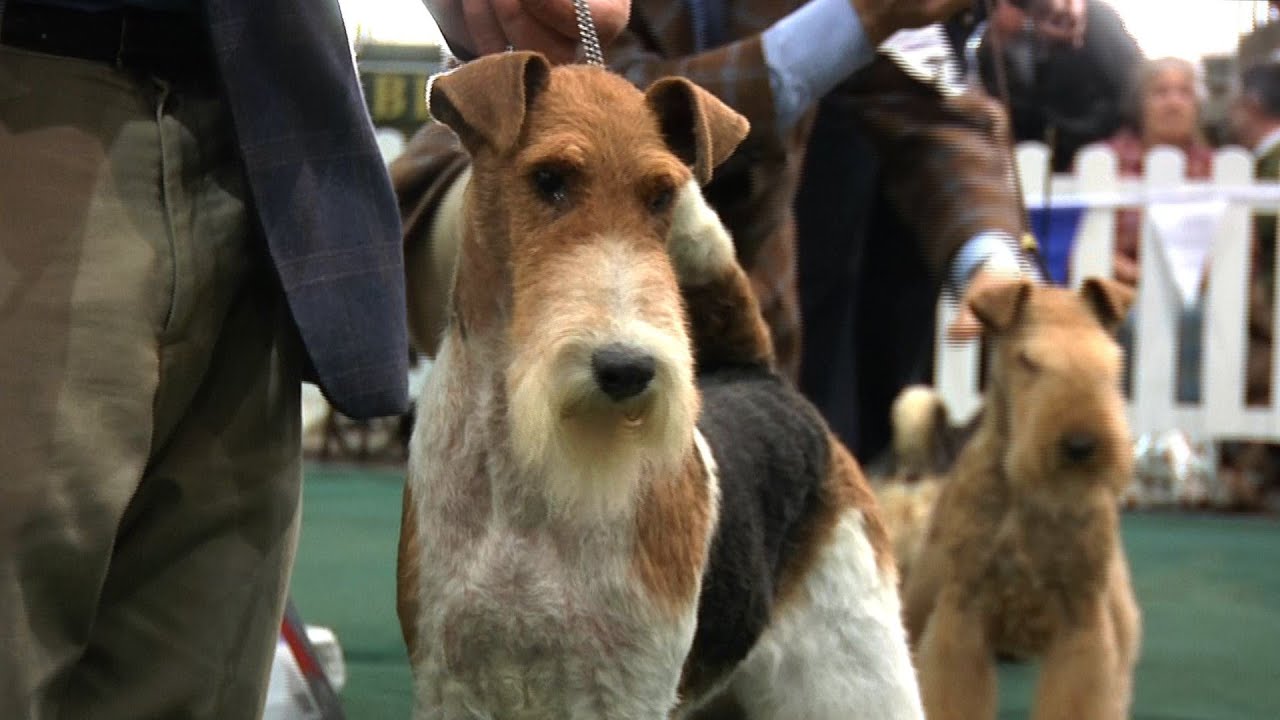 National Terrier 2016 - Best in Show