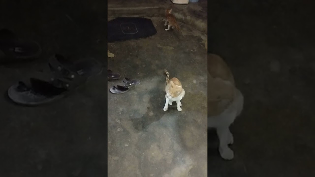 Cat | Play | With | Ball | With | Mom