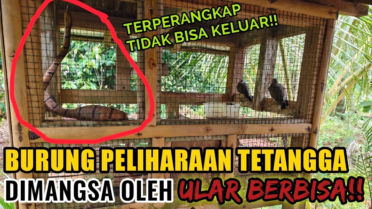 BURUNG PELIHARAAN TETANGGA DIMANGSA OLEH ULAR BERBISA DI DALAM KANDANG