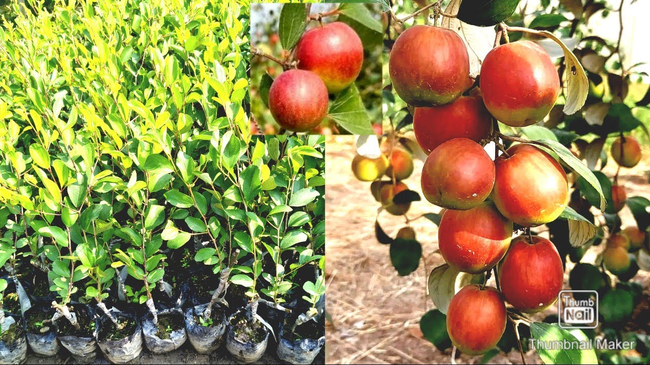 Miss India Apple Ber plant available hai call me 📞 8016034336