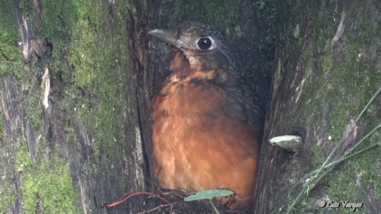 Grallaria guatimalensis