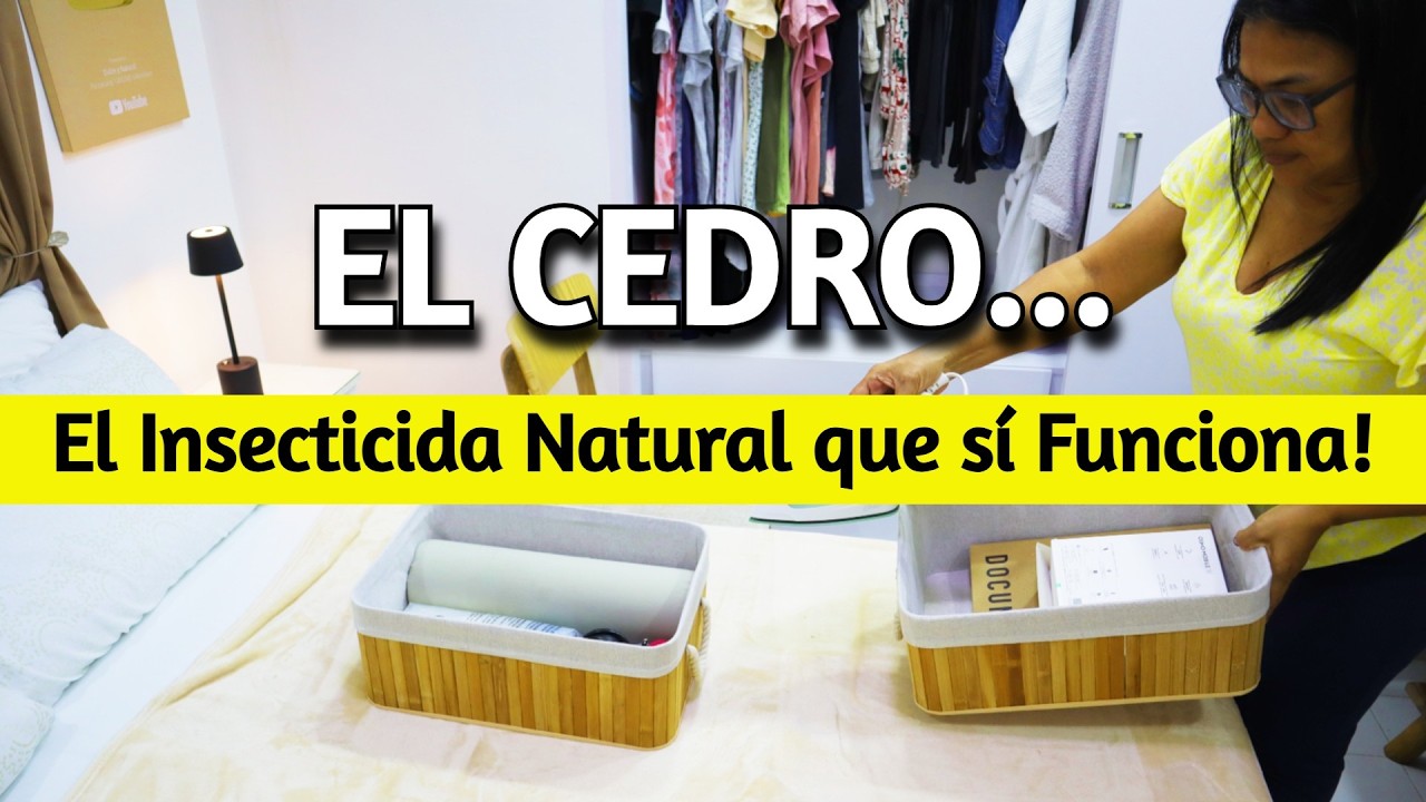 💜 Cómo eliminar polillas y pececillo de plata en el Clóset con cedro — truco casero