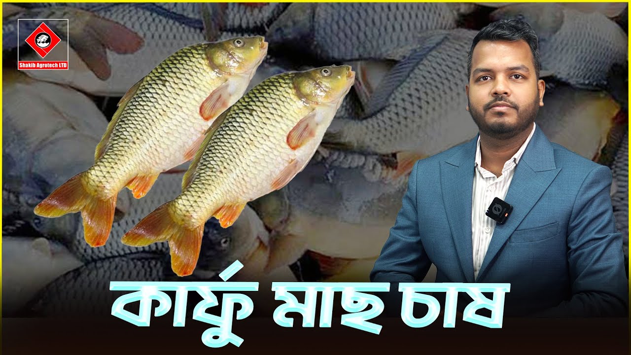 কার্ফু মাছ চাষ || Shakib AGRO || কার্ফু মাছ চাষের নিয়ম || কার্পু মাছের পোনার দাম