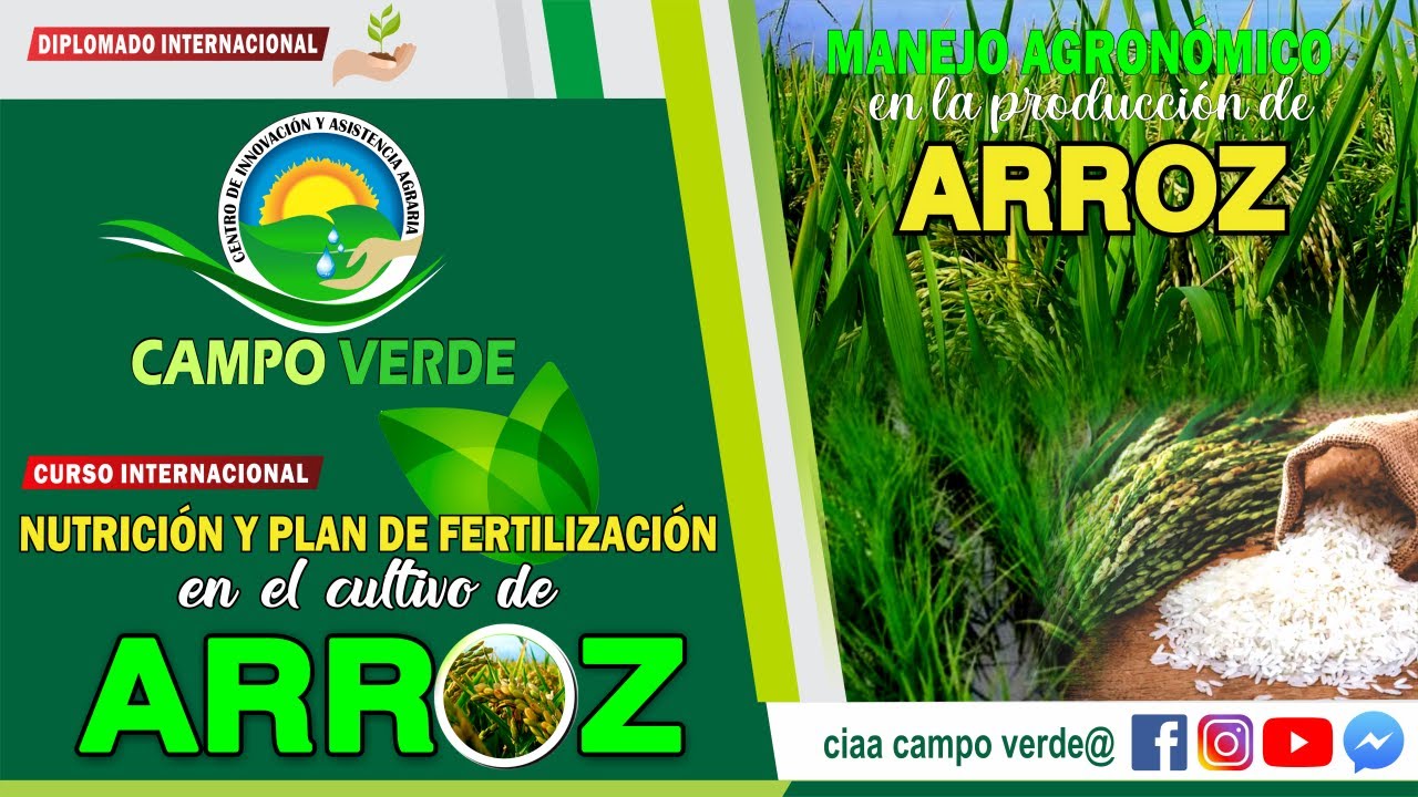 ✅NUTRICIÓN Y PLAN DE FERTILIZACIÓN EN EL CULTIVO DE ARROZ