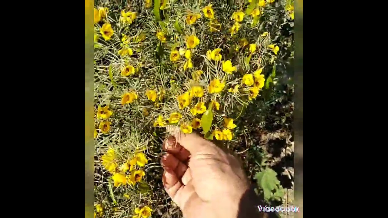 السنا الفضي. senna artemisiodes. كاسيا الفضيه.. شيح سنا. سنا ناعمه. سنا ريشيه...