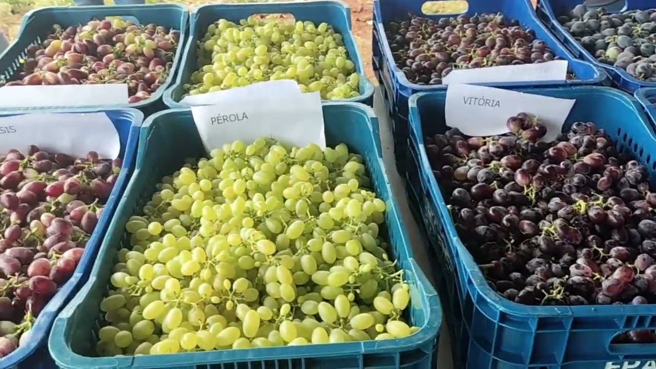 Uva de mesa para consumo in natura é tema de encontro promovido pela Epagri