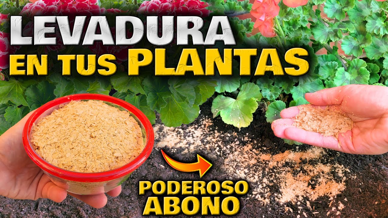 ENTIERRA LEVADURA en tus PLANTAS y verás sus PODEROSOS EFECTOS | Abono Casero Huerta urbana en casa
