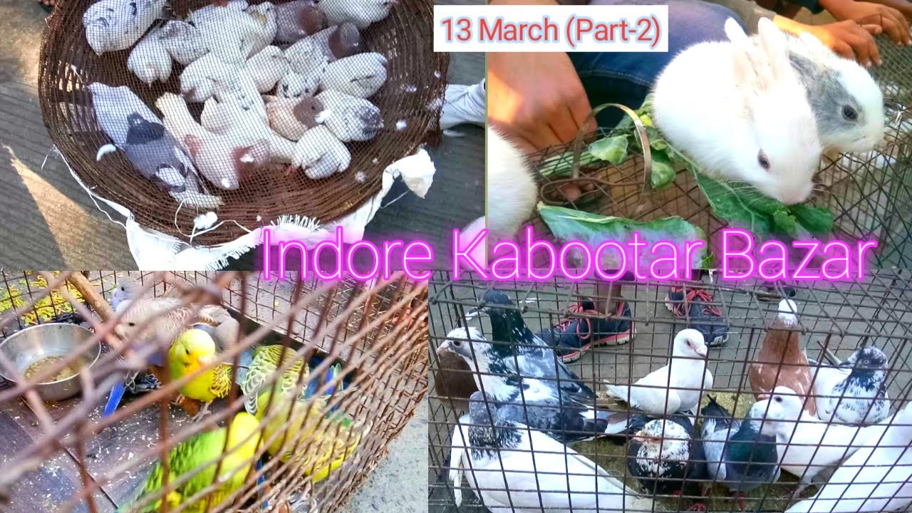 Indian Pigeons Marke| Pigeon Market | Kabootar Bazar | Ekdum sasata Kabootar Market