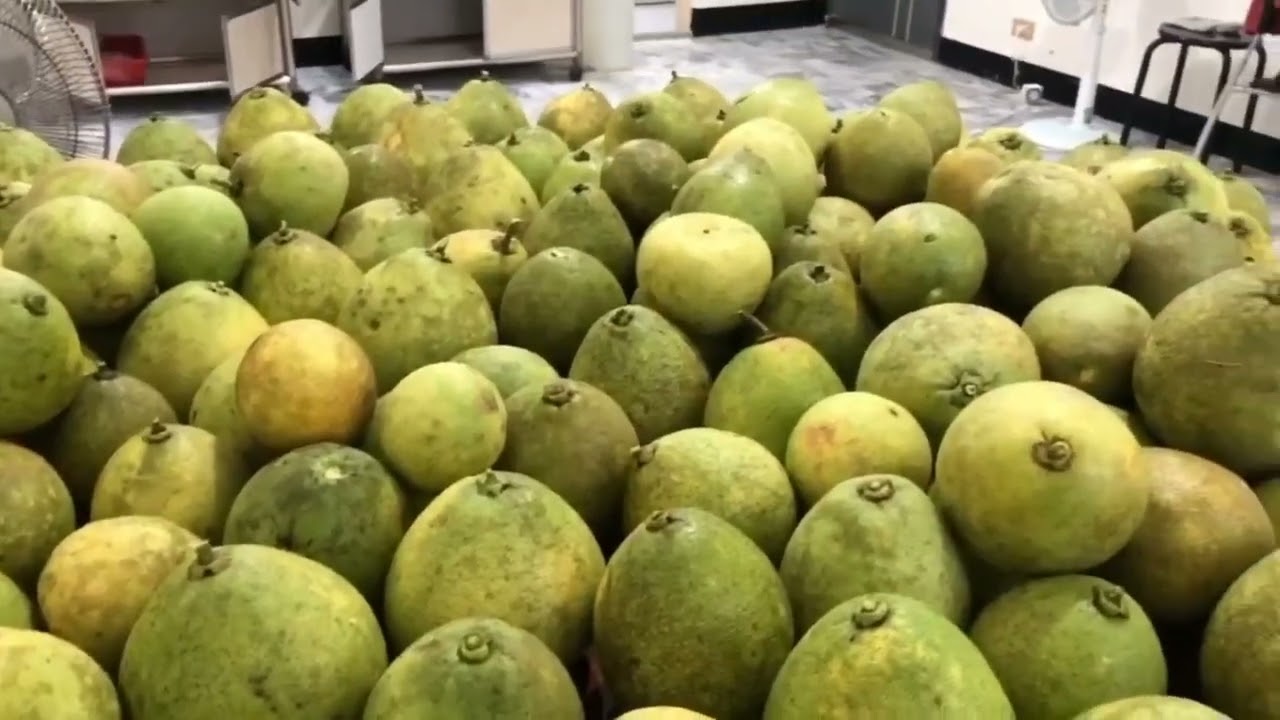 POMELO FRUIT 