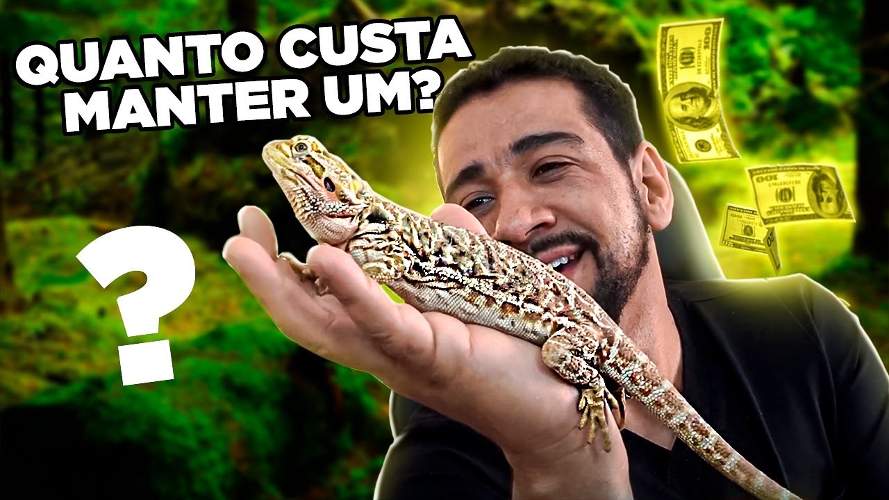 NÃO TENHA UM DRAGÃO BARBUDO ANTES DE VER ESSE VÍDEO - Pogona
