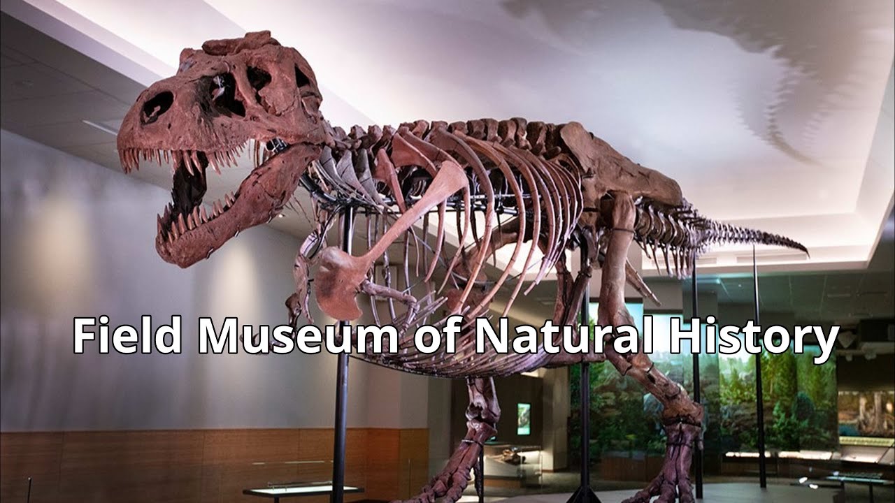 Field Museum of Natural History  Chicago  4k