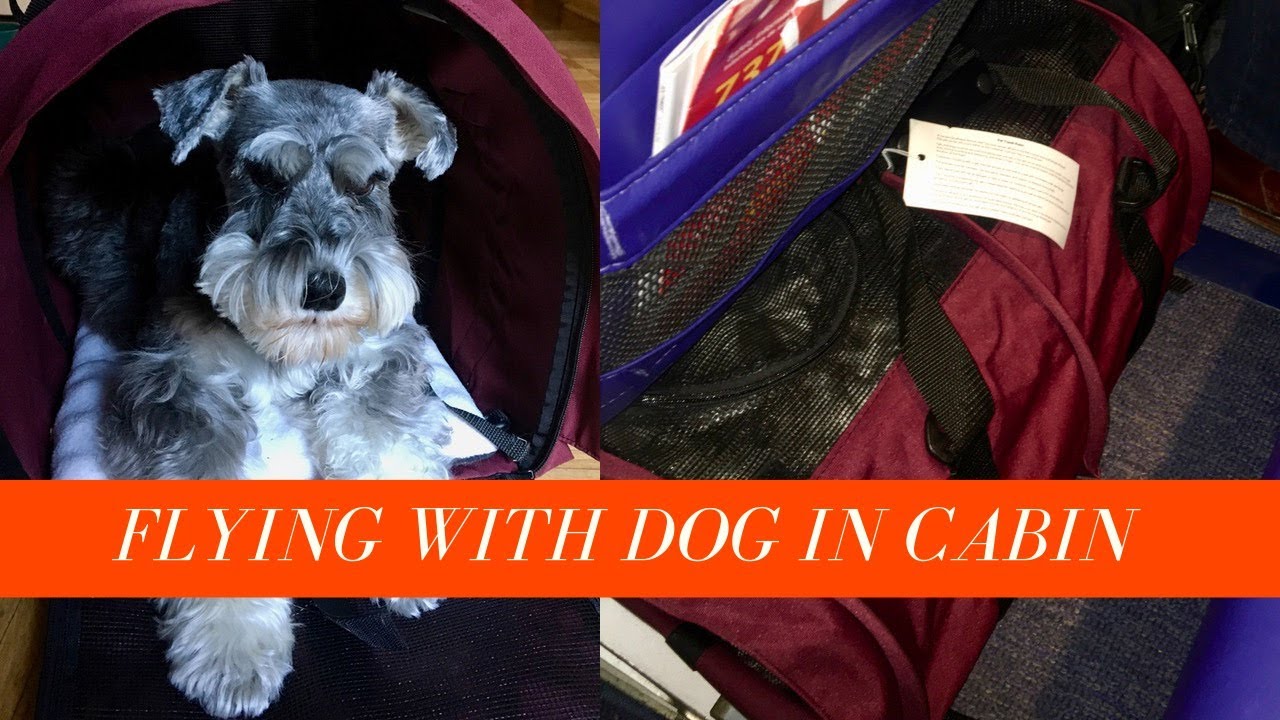 Flying with a Dog In Cabin  | Taking my SturdiBag Large onto Southwest Boeing 737 Flight