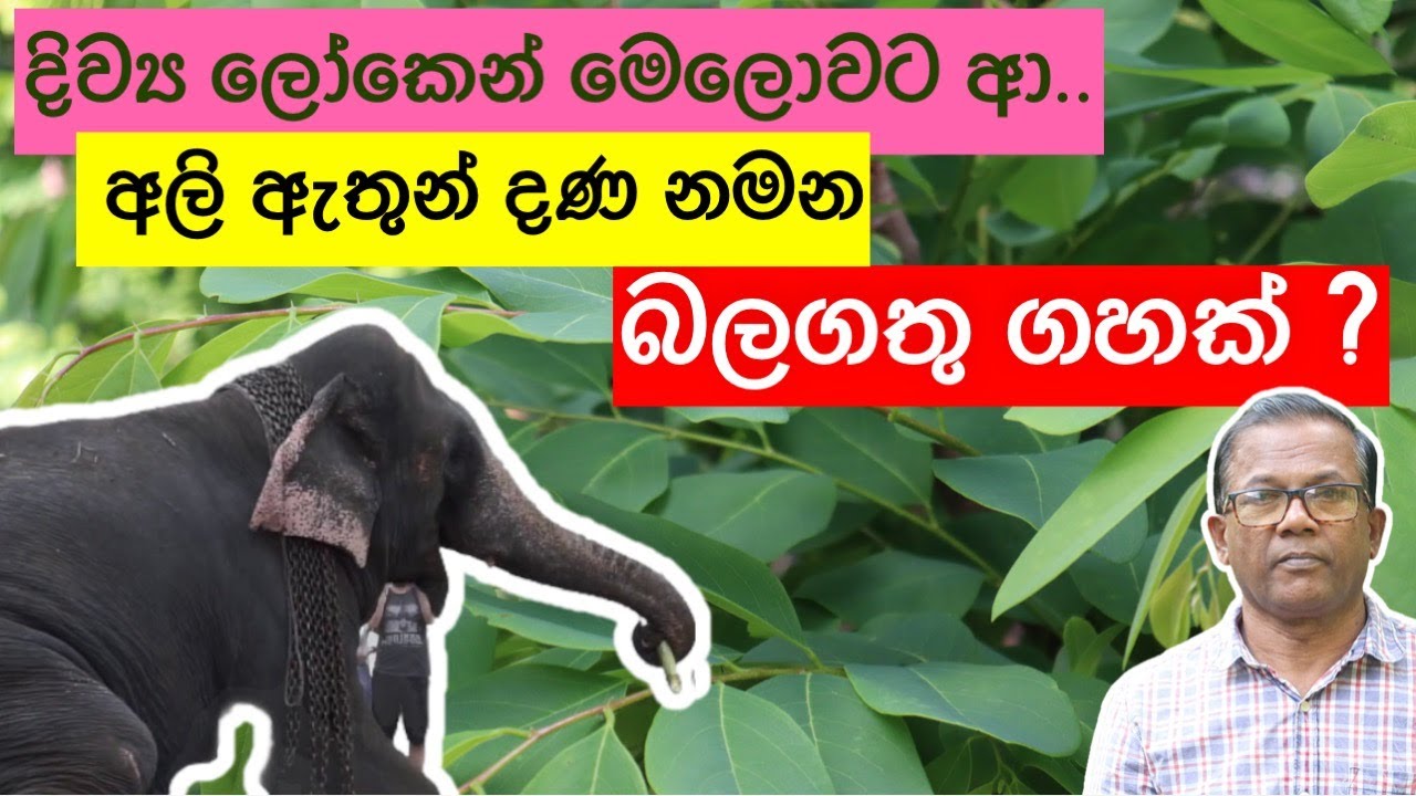 විසකුරු සතුන්ගේ කරදරයට, මාරාන්තික විෂ සහිත විශ්මිත ඔසුව | GajaMadara | Ceylon Agri | Episode 202