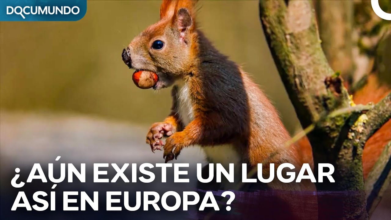 El Mundo Secreto de Bosques, Lagos y Lobos | Episodio Completo