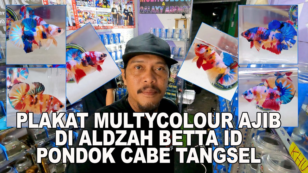 IKAN CUPANG MULTYCOLOUR AJIB AJIB DARI ALDZAH BETTA ID