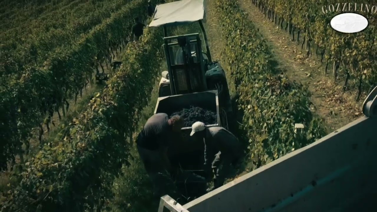 Gozzelino vini 