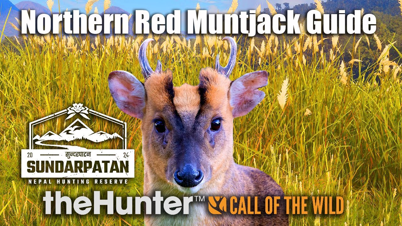 Путеводитель по северному красному мунтжаку — Сундарпатан, Непал — theHunter Call Of The Wild