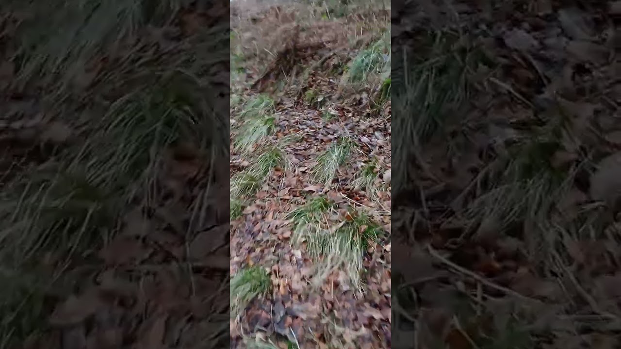 Another side walk at gillies hill woodlands 