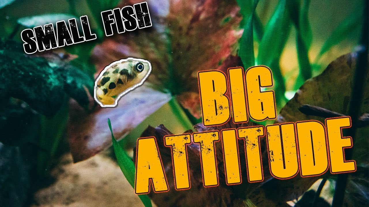 Pea Puffer basics - tank setup & care