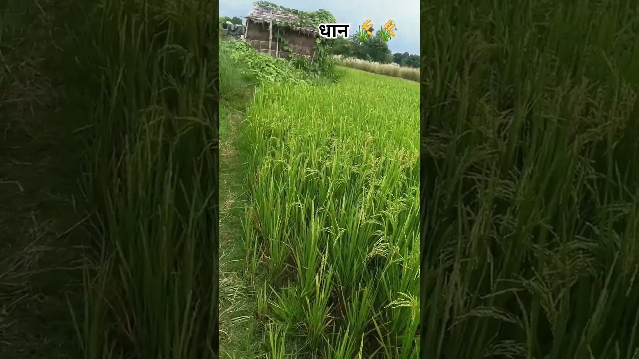 #dhaankikheti 🌾🌾#song