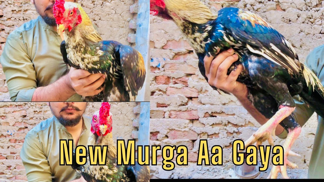 New Murga Aa Gaya | Java Aseel | @alipetshouse7
