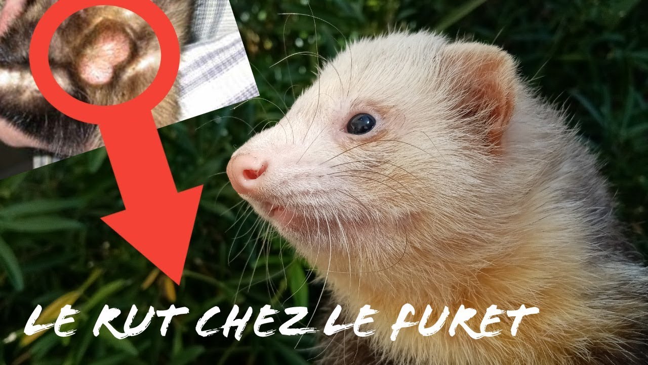 LE RUT CHEZ LE FURET