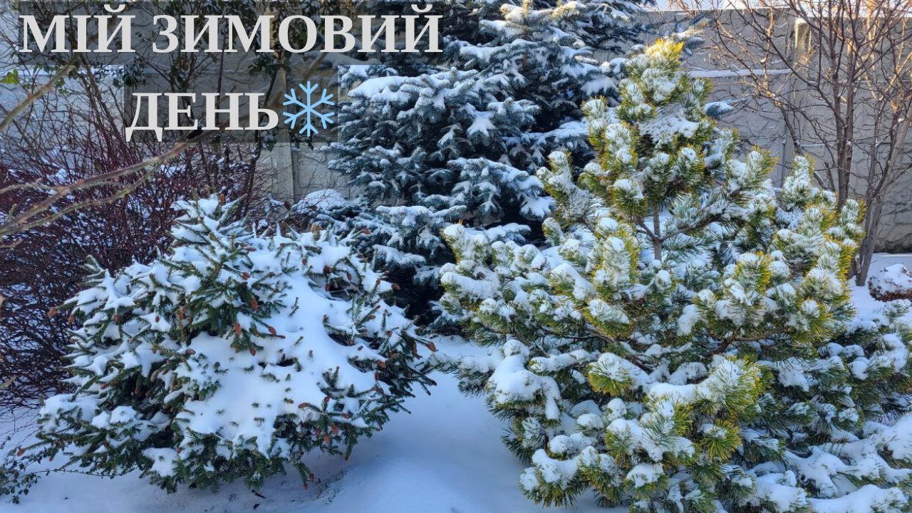 Мій зимовий день ❄️ Вареники, сад і різдвяні фільми
