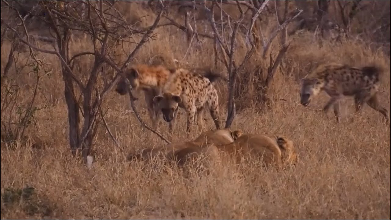 lions guard and attack hyenas over the territory and food fight video 