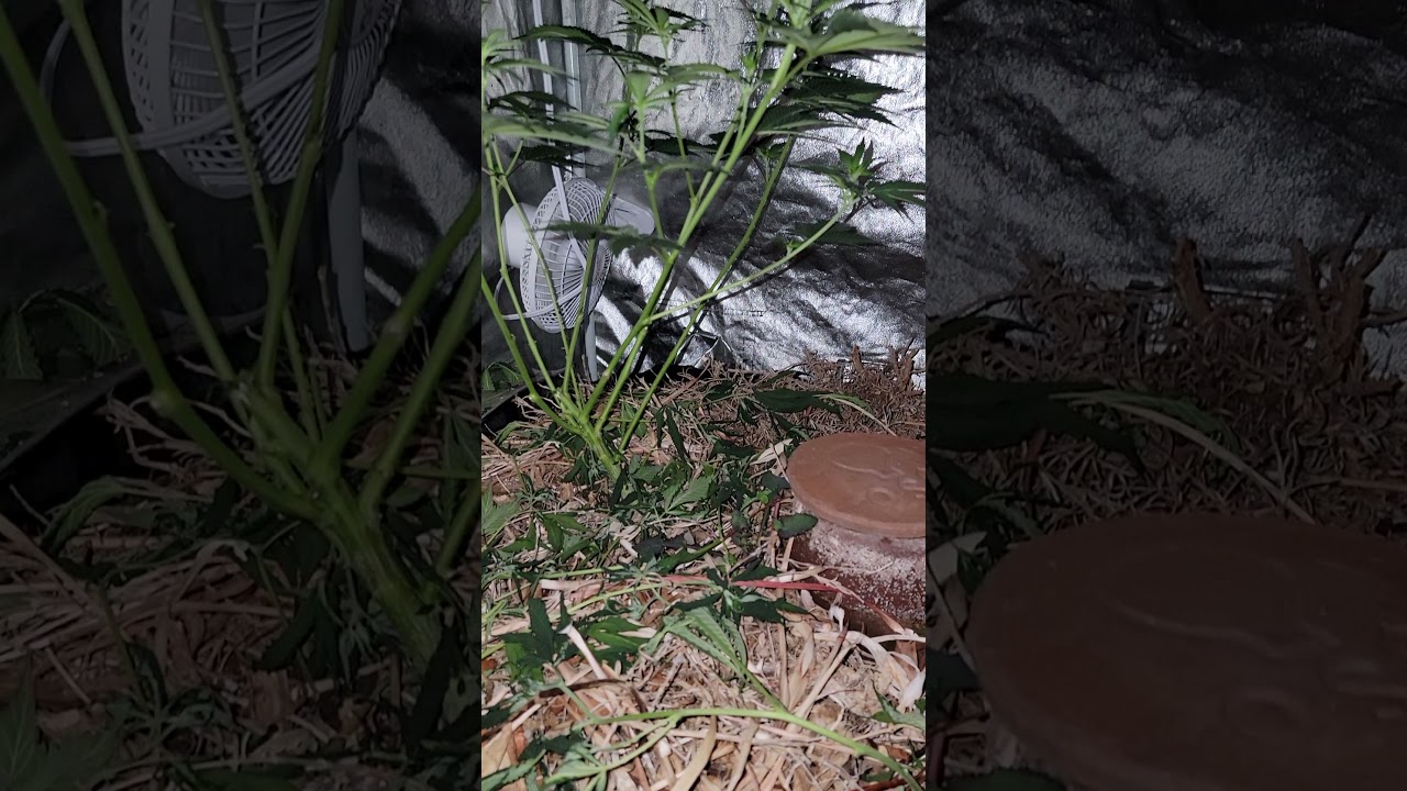 blackberry kush week 5