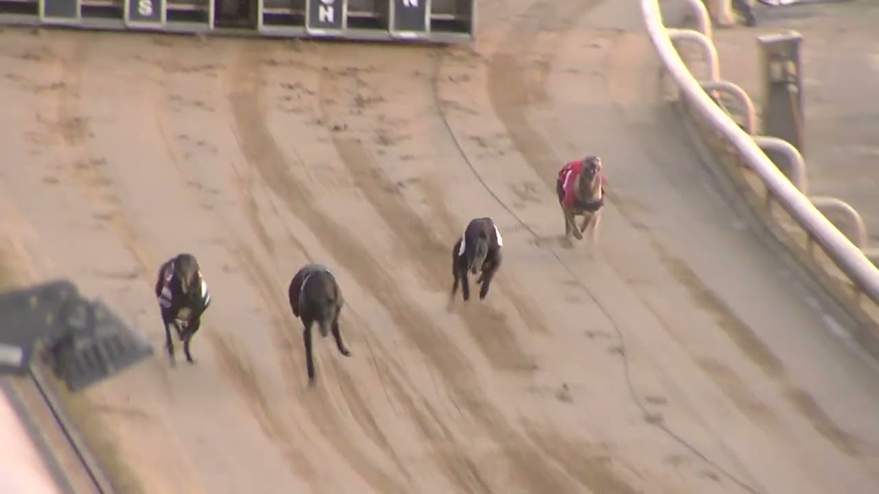 Greyhound 2026- 11.03.2026 Trial 2