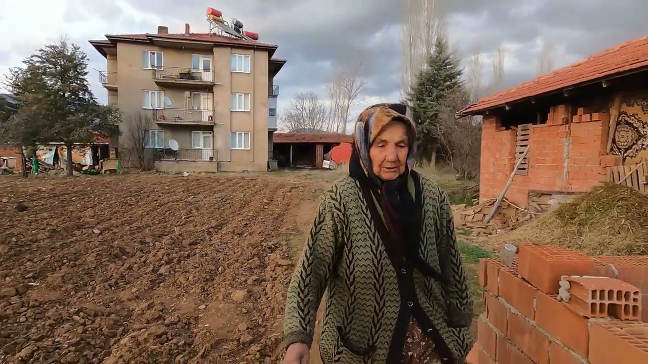 Ananem sarımsağına doğal gübre attı. Yeni doğan kuzulara baktık. village life  köy hayatı Türkiye