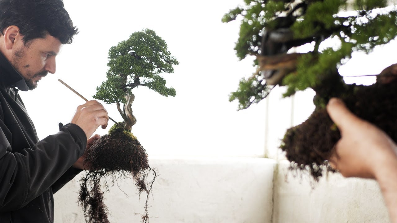 Doble trasplante de junípero | GOMO STUDIO | Juniperus chinensis Itoigawa + Sabina x Itoigawa