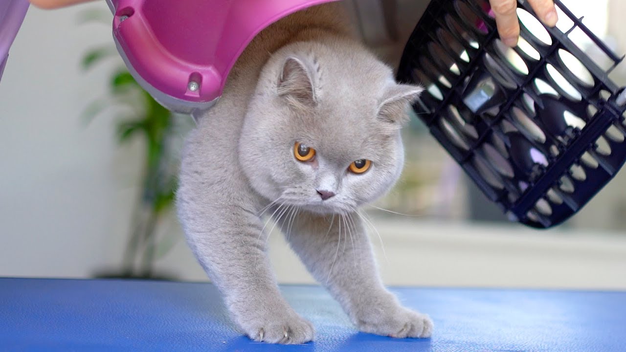 МИЛАЯ КОШКА С ОРАНЖЕВЫМИ ГЛАЗАМИ - Купание и уход 😻🛁✂️❤️