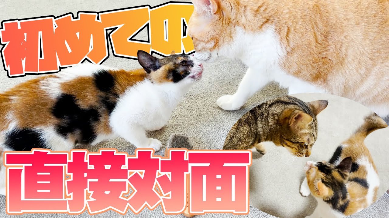 先住猫と初の直接対面で威嚇しまくりだった子猫に変化が…！！