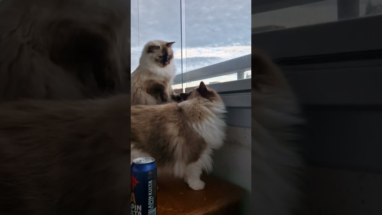 Ragdollcats bird watching 🧐