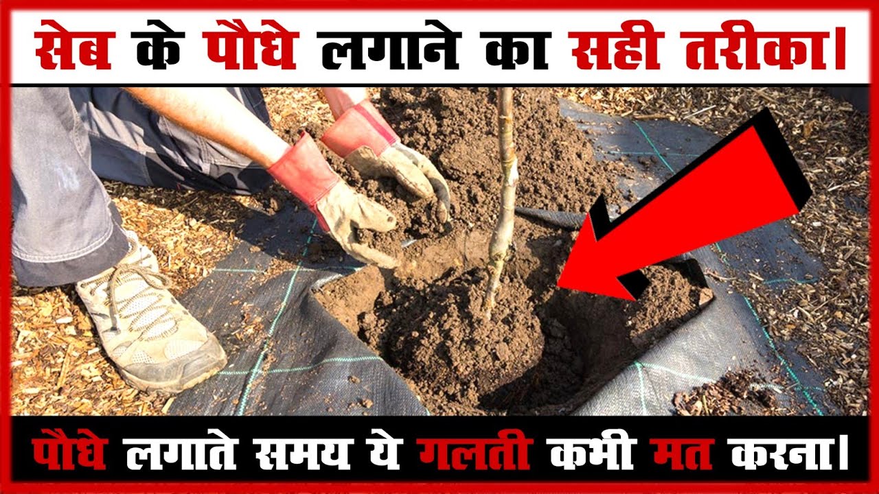 जानिए सेब के पौधे लगाने का सही तरीका : How to plant an apple tree||