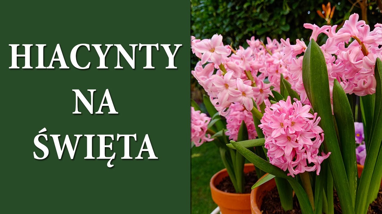 Jak pędzić HIACYNTY aby zakwitły na święta / Kwitnące hiacynty ozdobą na Boże Narodzenie / MrsGarden