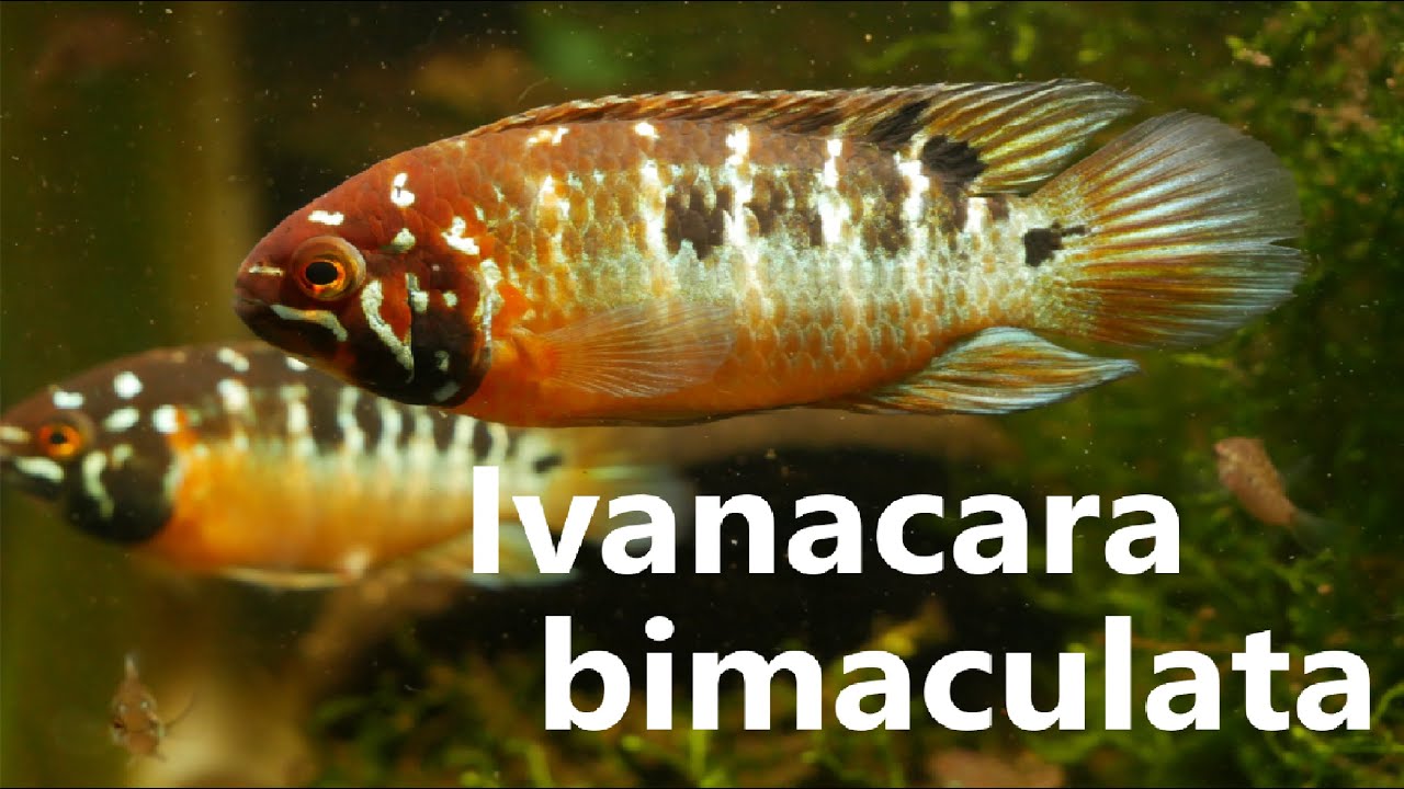 Ivanacara Bimaculata - Incredible New Dwarf Cichlid in the Hobby