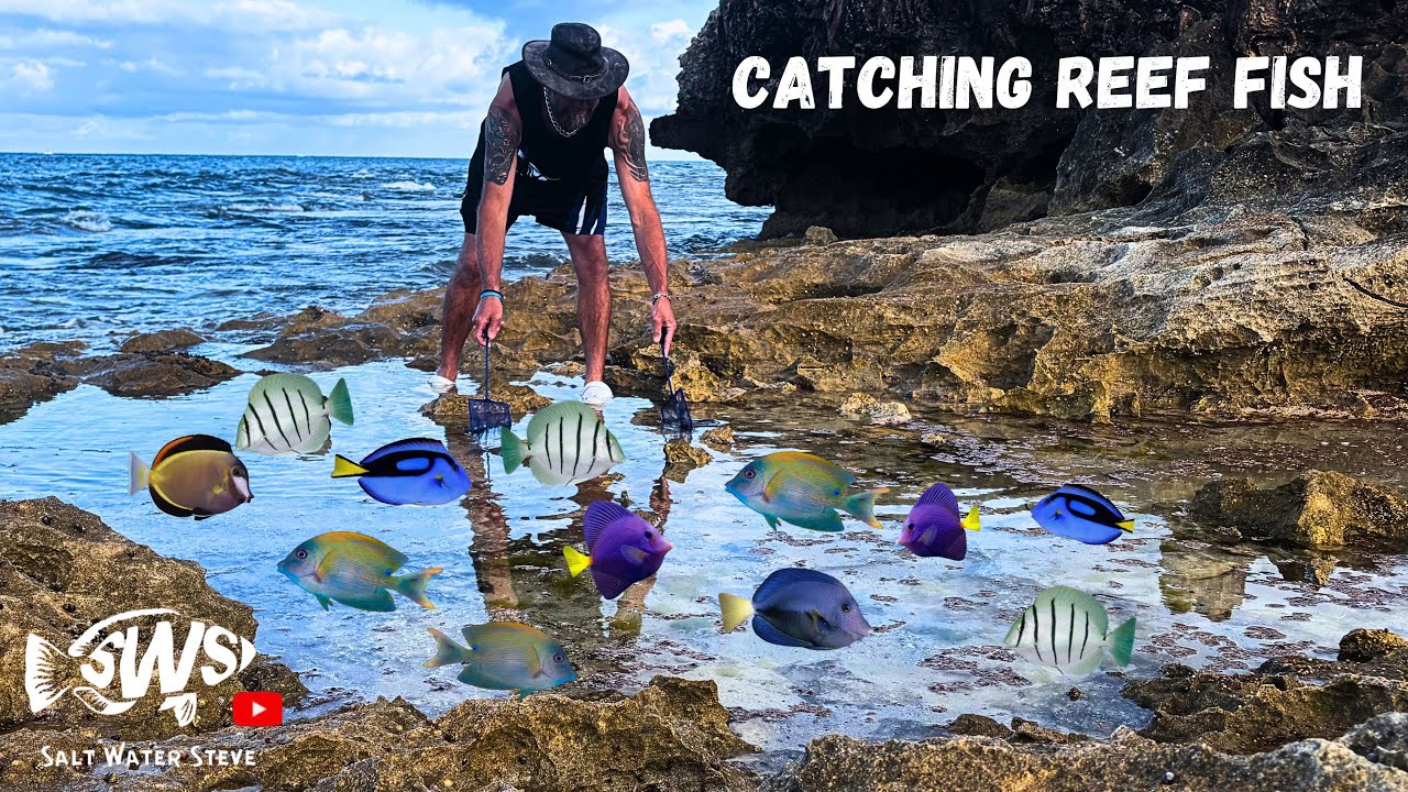 CATCHING TANGS and other EXOTIC FISHES in TIDE POOLS #catchingaquariumfish #tidepooling