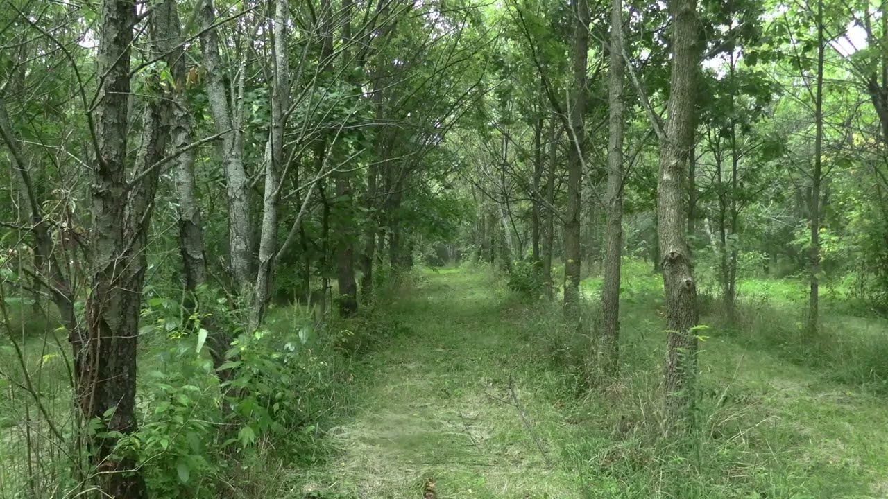 Watchful storms | Powerful Focus | Nature ambience