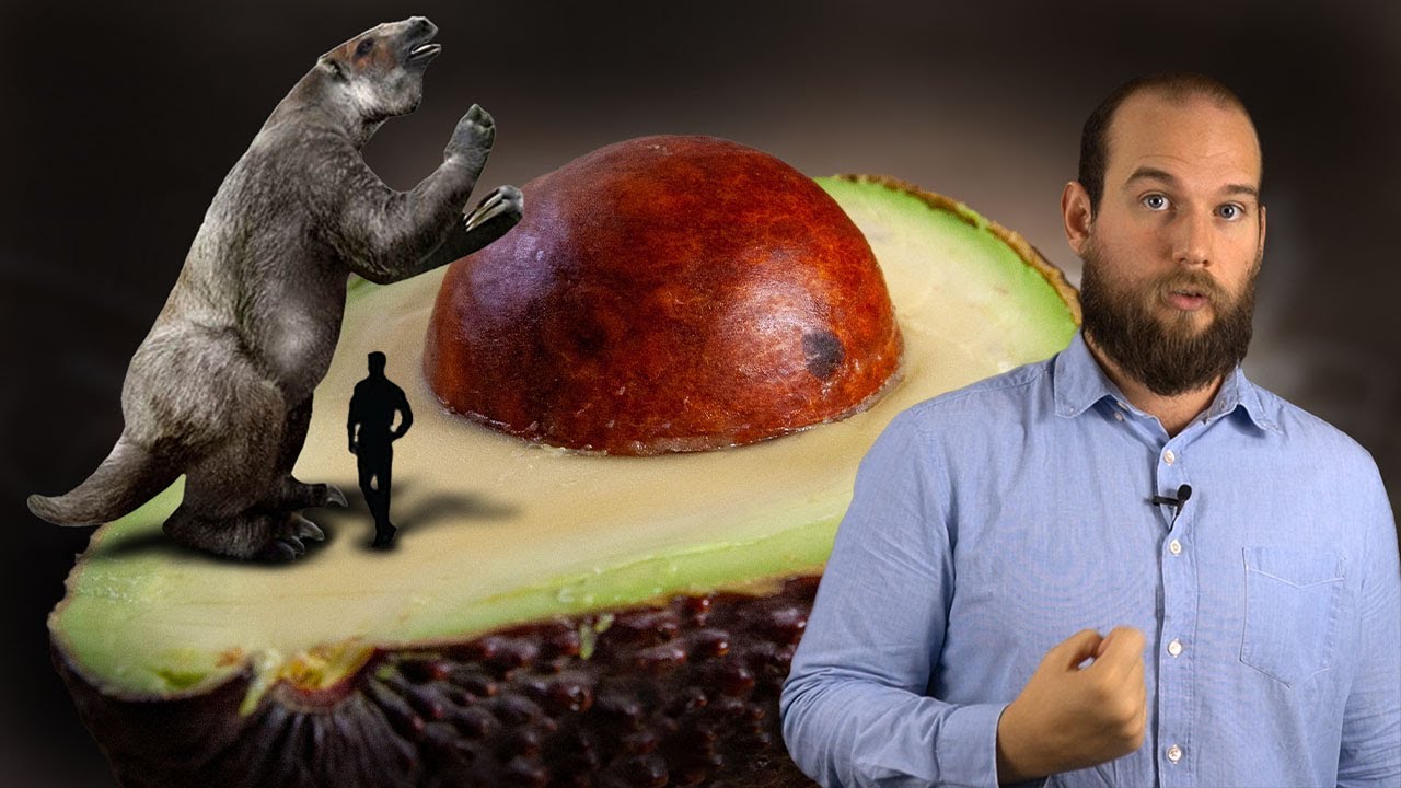 L'evoluzione dell'Avocado e i suoi misteri