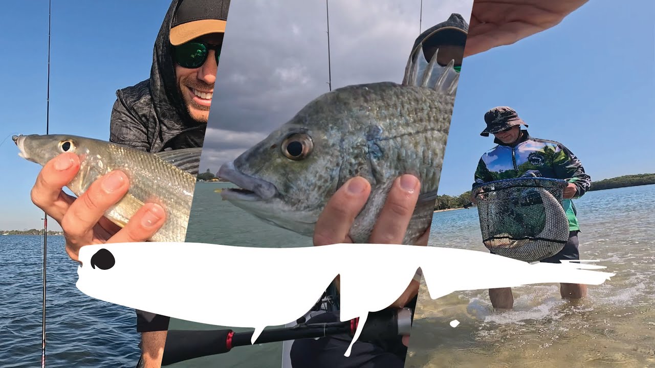 My New Favourite Lure (Daiwa Bait Junkie 2.35 Prawn)