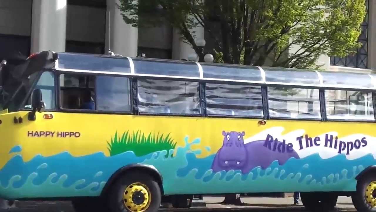 The most awesome Hippo tour in Victoria