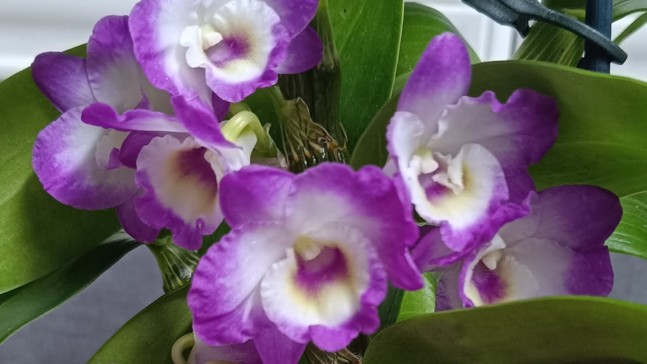 Квітування дендробіумів нобіле, dendrobium nobile 💙🖤