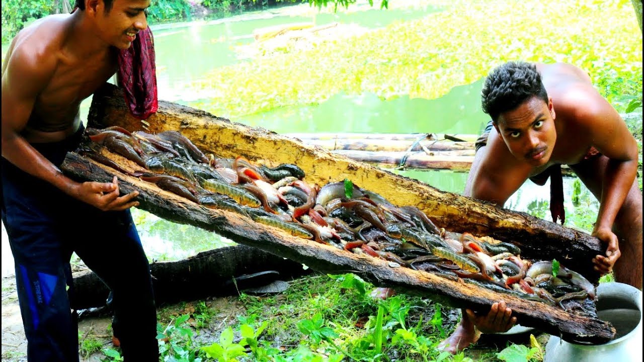 Ancient Culture Of Trapping Country Fish Under Tree Hole By Village People
