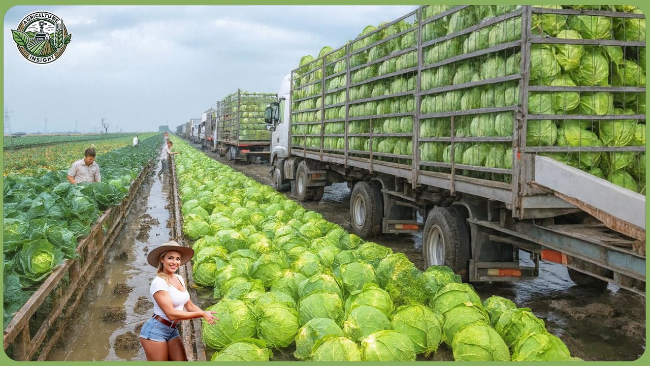Modern Agriculture Machines on Another Level &ndash; Farmers Reap Millions of Tons in Massive Harvests