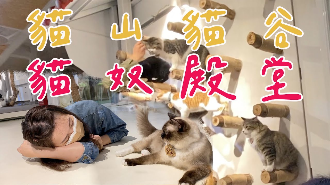 50隻貓山貓谷～貓奴朝聖必去咖啡廳『貓谷咖啡』