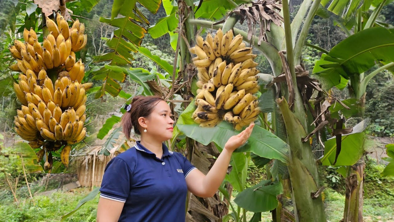Harvest Bananas & Preserve Dried Bananas - Make Bamboo Nests For Birds - Live with nature