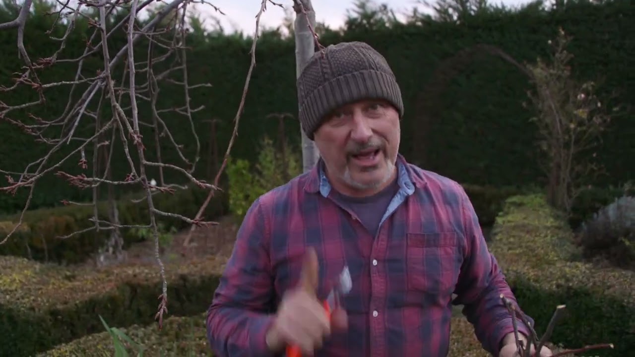 How to Prune a Weeping Cherry Tree - June 2021