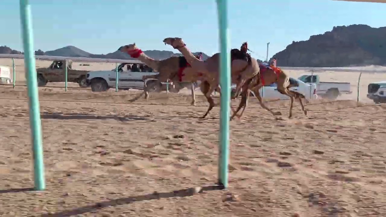 الحريداء لـ علي عيد العطوي  (2.15) 